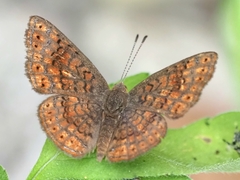 Calephelis rawsoni