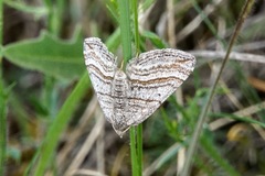 Scotopteryx coarctaria