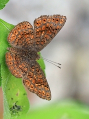 Calephelis rawsoni