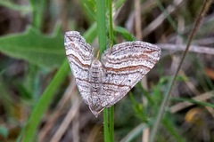 Scotopteryx coarctaria