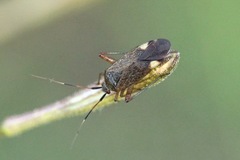 Closterotomus annulus