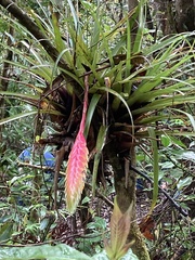 Tillandsia lampropoda