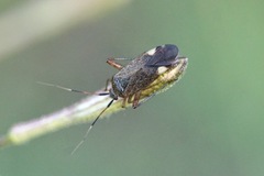 Closterotomus annulus