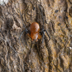 Herennia multipuncta