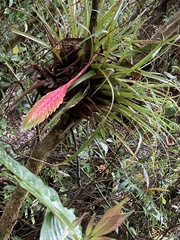 Tillandsia lampropoda