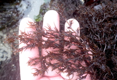Odonthalia floccosa