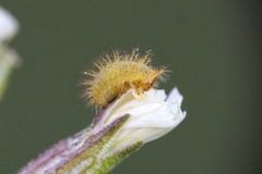 Subcoccinella vigintiquatuorpunctata
