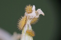 Subcoccinella vigintiquatuorpunctata