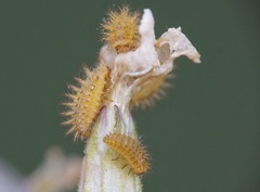 Subcoccinella vigintiquatuorpunctata