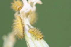 Subcoccinella vigintiquatuorpunctata