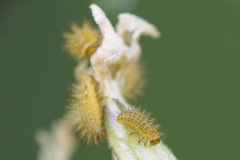 Subcoccinella vigintiquatuorpunctata