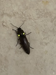 Ignelater havaniensis