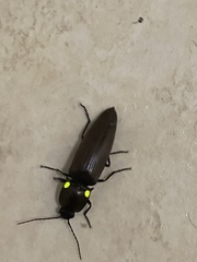 Ignelater havaniensis