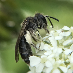 Andrena proxima