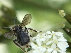Andrena proxima