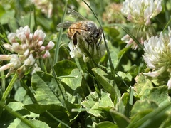 Apis mellifera