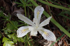 Iris tenuissima ssp. purdyiformis