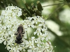 Andrena proxima