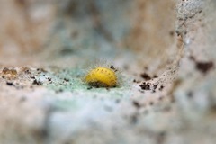 Subcoccinella vigintiquatuorpunctata