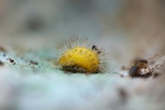 Subcoccinella vigintiquatuorpunctata