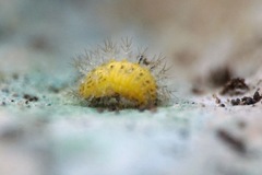 Subcoccinella vigintiquatuorpunctata