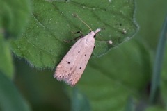 Nothris verbascella