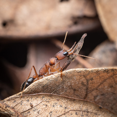 Harpegnathos saltator