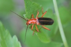 Armidia signata