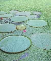 Victoria amazonica