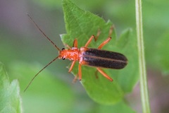 Armidia signata