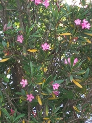 Nerium oleander