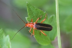 Armidia signata