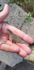 Podarcis siculus