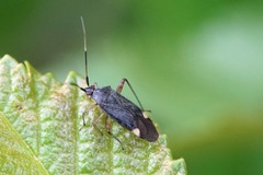 Closterotomus annulus