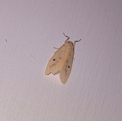 Miltochrista undulata