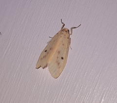 Miltochrista undulata