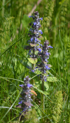 Ajuga reptans