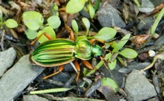 Carabus auratus