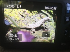 Sceloporus occidentalis