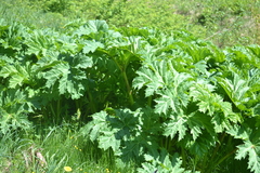 Heracleum sosnowskyi