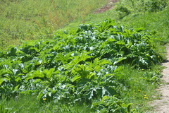 Heracleum sosnowskyi