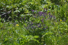 Lathyrus vernus
