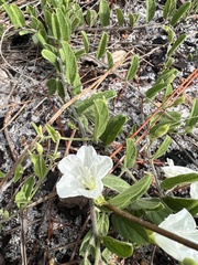 Stylisma villosa image