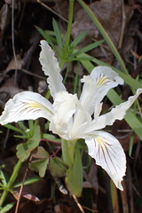 Iris tenuissima purdyiformis