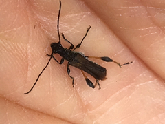 Callimoxys fuscipennis