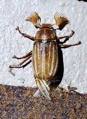 Polyphylla occidentalis