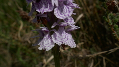 Dactylorhiza maculata ericetorum