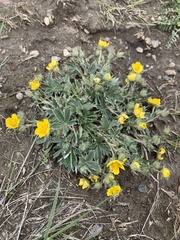 Potentilla concinna