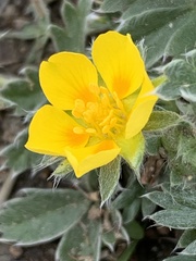 Potentilla concinna