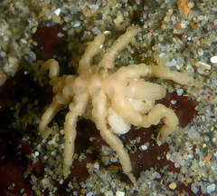Pycnogonum stearnsi